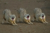 image009